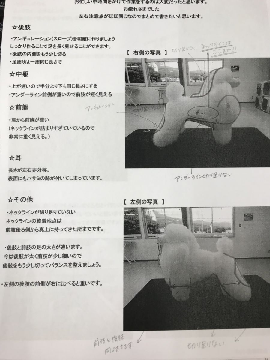 犬体モデルのカットアドバイス | ペット専門通信資格の【日本ケンネル