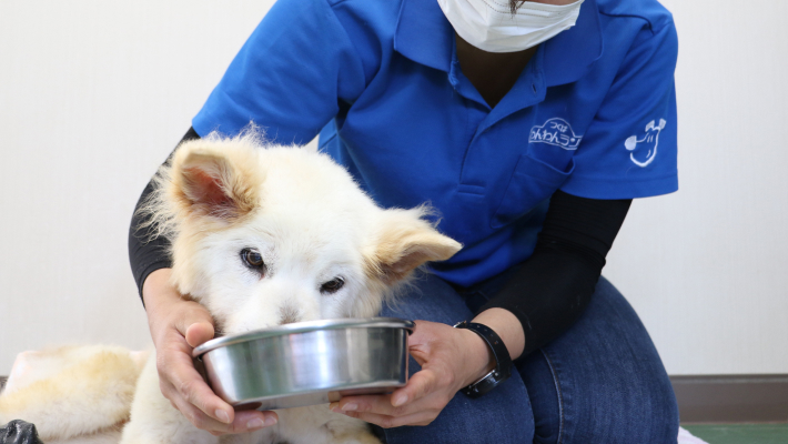 老犬介護士とは？