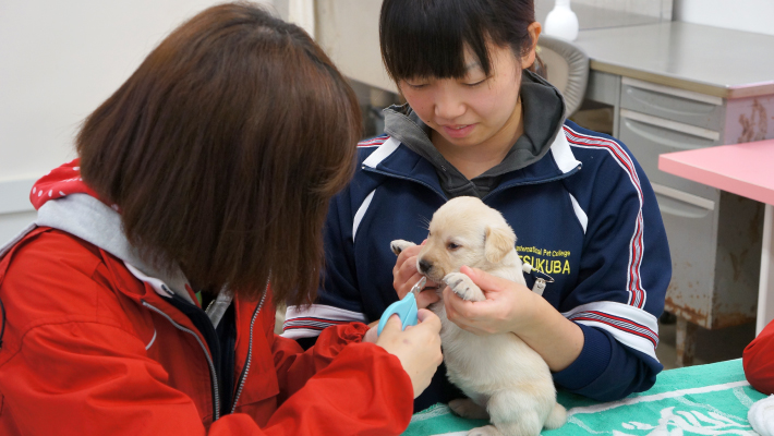 資格取得までのスケジュール