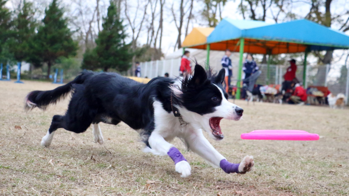 ディスクドッグトレーナー講座